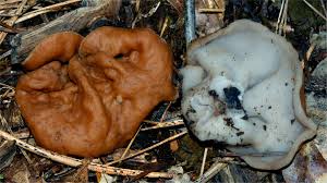 Attēlu rezultāti vaicājumam “Discina perlata”