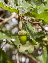 Attēlu rezultāti vaicājumam “Quercus robur fruit”