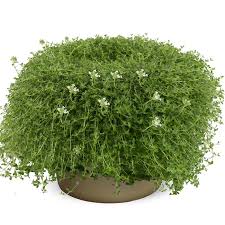 Attēlu rezultāti vaicājumam “Thymus serpyllum”