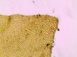 Attēlu rezultāti vaicājumam “Hygrohypnum luridum sporophyte”