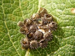 Attēlu rezultāti vaicājumam “Troilus luridus”