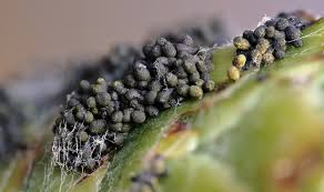 Attēlu rezultāti vaicājumam “Physarum virescens plasmodium”