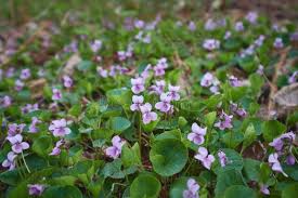 Attēlu rezultāti vaicājumam “Viola uliginosa leaf”