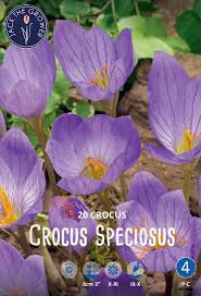 Attēlu rezultāti vaicājumam “Crocus speciosus flower”