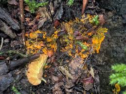 Attēlu rezultāti vaicājumam “Physarum psittacinum young”