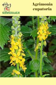 Image result for Agrimonia eupatoria