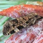 Attēlu rezultāti vaicājumam “Dichelia histrionana”