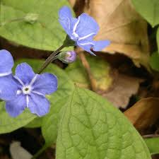 Image result for Omphalodes verna