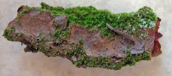 Attēlu rezultāti vaicājumam “Dicranum montanum sporophyte”