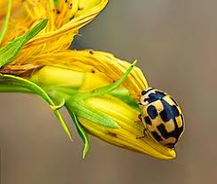 Attēlu rezultāti vaicājumam “Propylea quatuordecimpunctata”