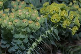 Attēlu rezultāti vaicājumam “Euphorbiaceae”