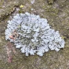 Attēlu rezultāti vaicājumam “Phaeophyscia orbicularis”