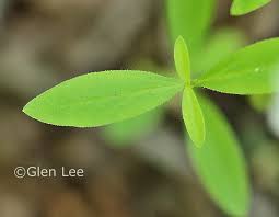 Attēlu rezultāti vaicājumam “Moehringia lateriflora leaf”