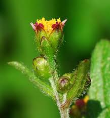 Attēlu rezultāti vaicājumam “Galinsoga quadriradiata flower”