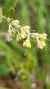 Attēlu rezultāti vaicājumam “Chamaedaphne calyculata”