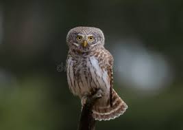 Attēlu rezultāti vaicājumam “Glaucidium passerinum”