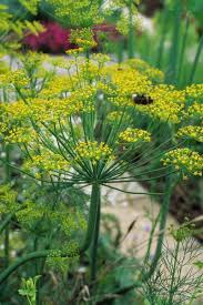 Image result for Dill