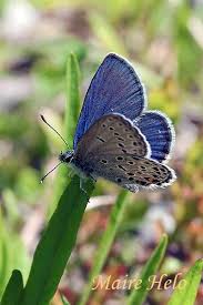 Attēlu rezultāti vaicājumam “Vacciniina optilete”