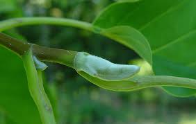 Attēlu rezultāti vaicājumam “Magnolia acuminata leaf”