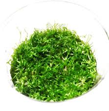 Attēlu rezultāti vaicājumam “Riccia canaliculata”