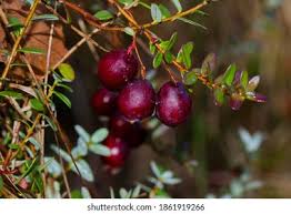 Attēlu rezultāti vaicājumam “Oxycoccus leaf”