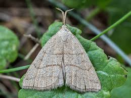 Attēlu rezultāti vaicājumam “Polypogon tentacularius”