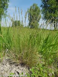 Attēlu rezultāti vaicājumam “Festuca ovina fruit”