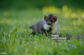 Attēlu rezultāti vaicājumam “Martes foina”