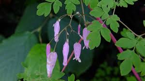 Image result for Adlumia fungosa