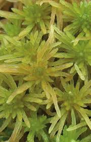 Attēlu rezultāti vaicājumam “Sphagnum teres”