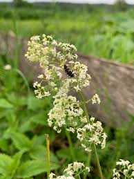 Attēlu rezultāti vaicājumam “Galium album”