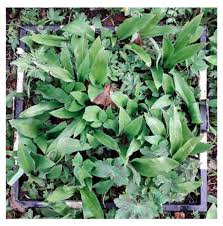 Attēlu rezultāti vaicājumam “Allium ursinum fruit”