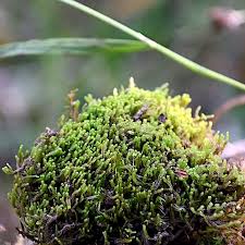 Attēlu rezultāti vaicājumam “Barbilophozia kunzeana”