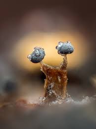 Attēlu rezultāti vaicājumam “Trichia varia macro”