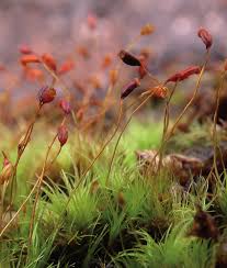 Attēlu rezultāti vaicājumam “Dicranella cerviculata”