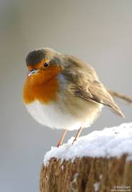 Attēlu rezultāti vaicājumam “Erithacus rubecula adult”