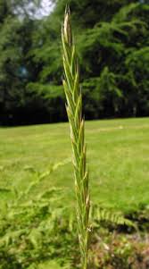 Attēlu rezultāti vaicājumam “Elytrigia repens subsp. arenosa”