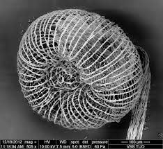 Attēlu rezultāti vaicājumam “Cribraria cancellata var. fusca”