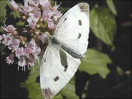 Attēlu rezultāti vaicājumam “Pieris rapae female”