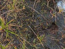 Attēlu rezultāti vaicājumam “Calliergon trifarium”