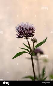 Attēlu rezultāti vaicājumam “Eupatorium cannabinum bud”