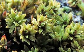 Attēlu rezultāti vaicājumam “Encalypta streptocarpa sporophyte”