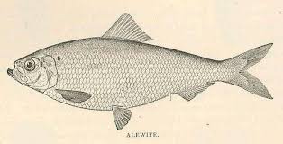 Image result for Alosa pseudoharengus
