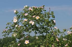 Image result for Rosengewächse