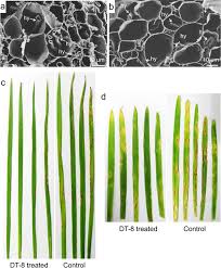 Attēlu rezultāti vaicājumam “Enteridium corticatum spores”