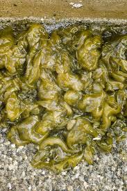 Attēlu rezultāti vaicājumam “Nostoc commune”