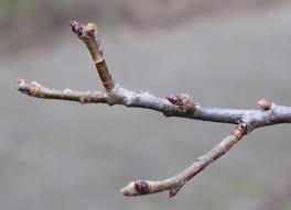 Attēlu rezultāti vaicājumam “Mespilus germanica”