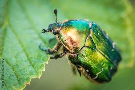 Attēlu rezultāti vaicājumam “Cetonia aurata”