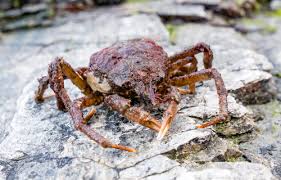 Image result for Hyas araneus