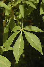 Attēlu rezultāti vaicājumam “Aesculus flava”